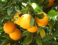 naranjas_arbol