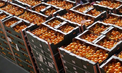 Naranjas en Cajas