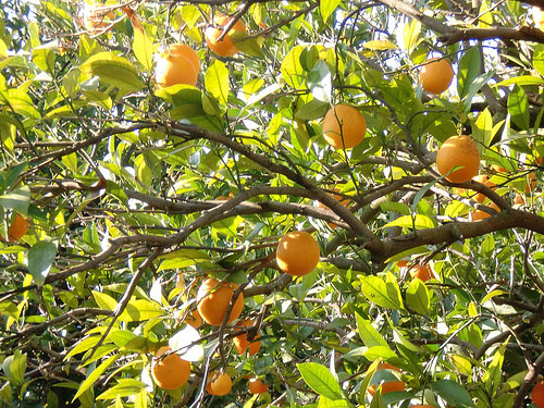 Cómo cultivar un naranjo chino
