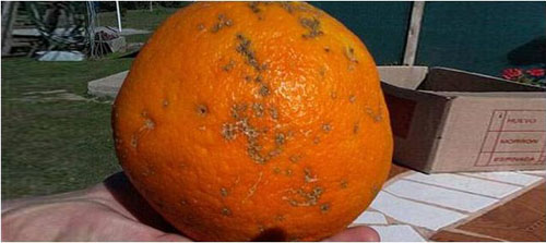 Naranja de 820 gr.