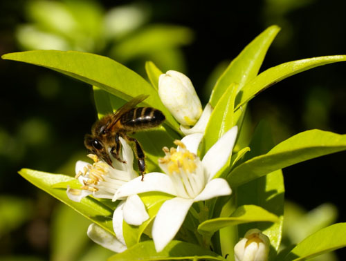 Abeja en una flor de azahar