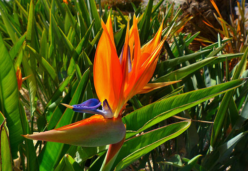 La Flor Ave del Paraíso