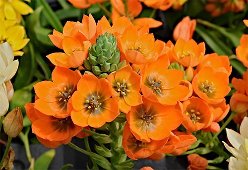 Ornithogalum dubium - Preciosa flor naranja